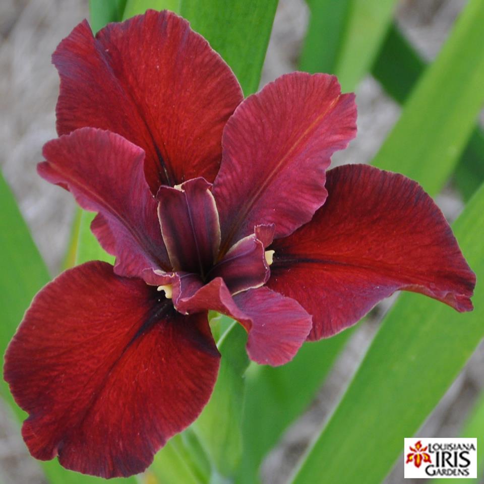 LaGrisGris < La < Iris Wiki