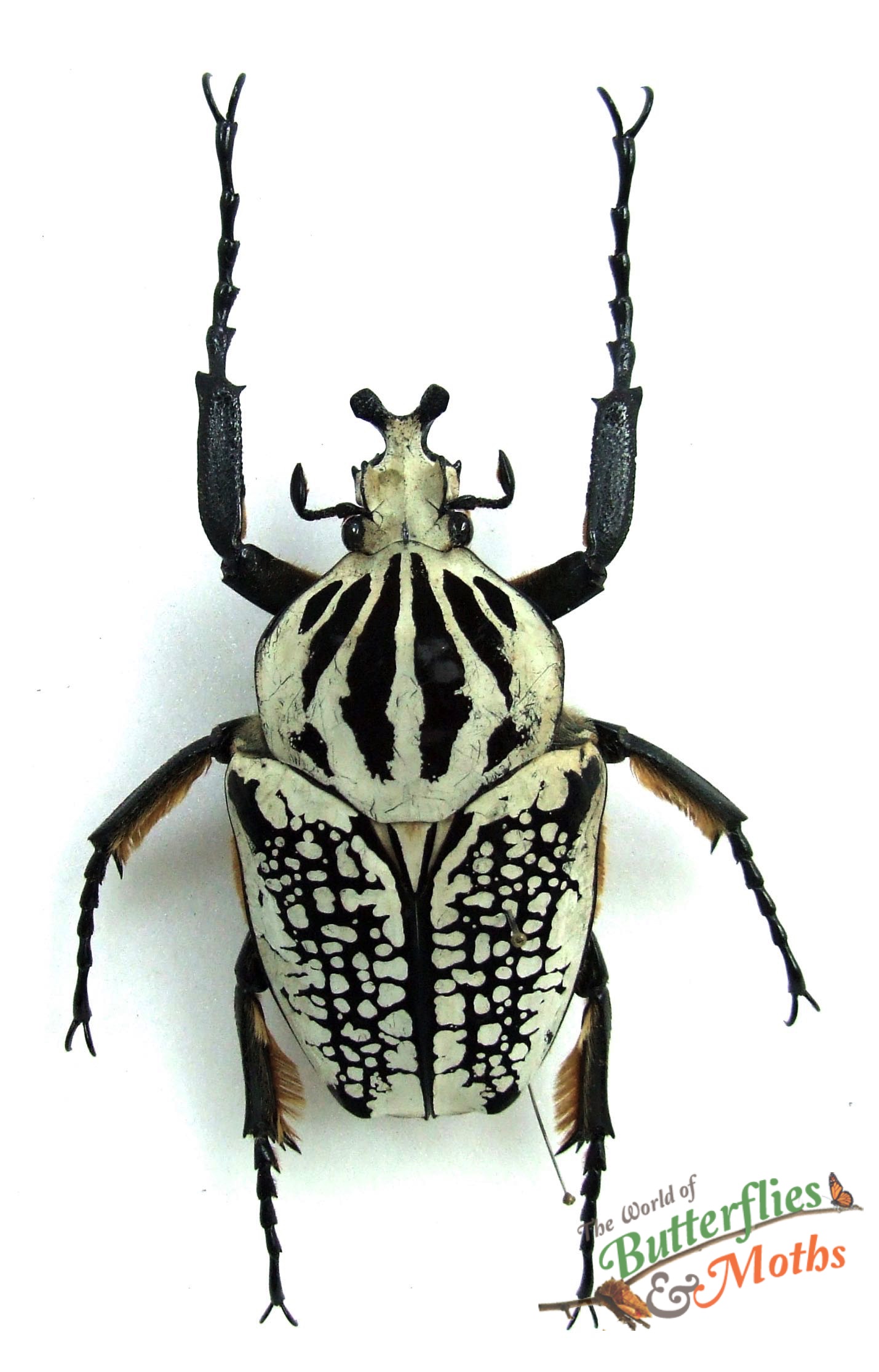 Goliathus orientalis meleagris 95mm+ D.R. CONGO - World of