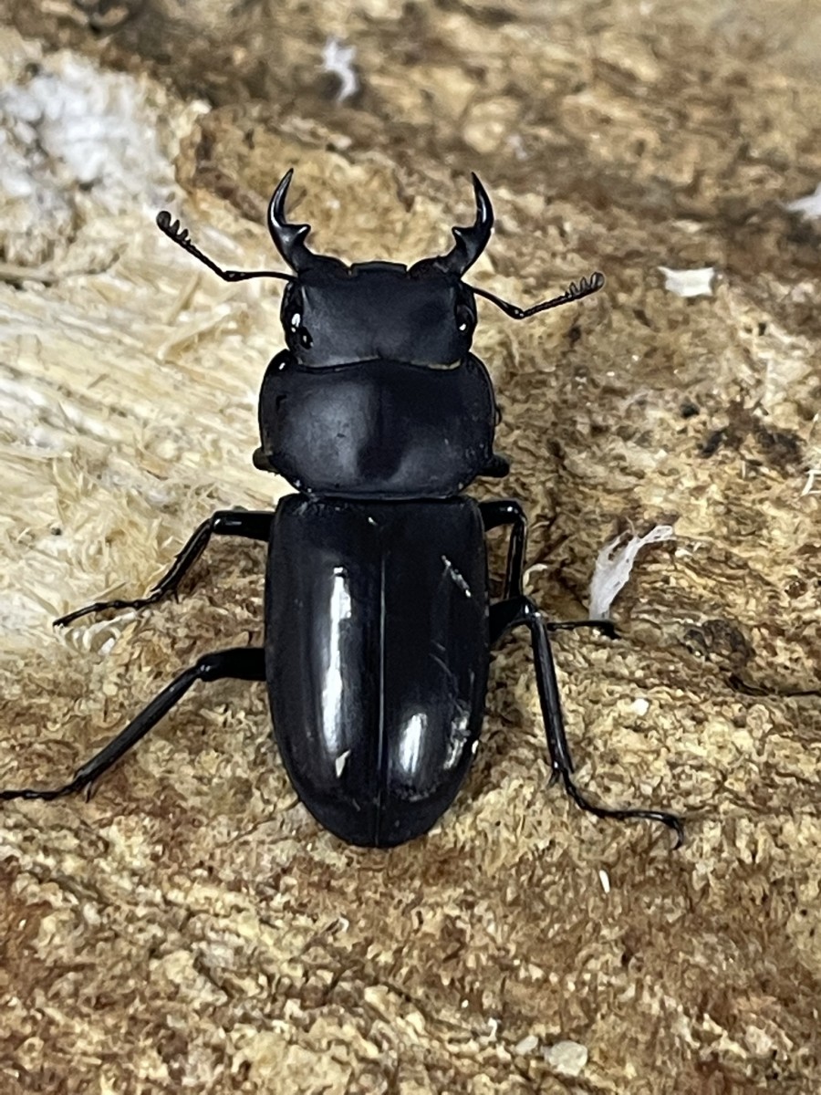 リュウキュウコクワ WD 24UPペア - クワガタ横丁