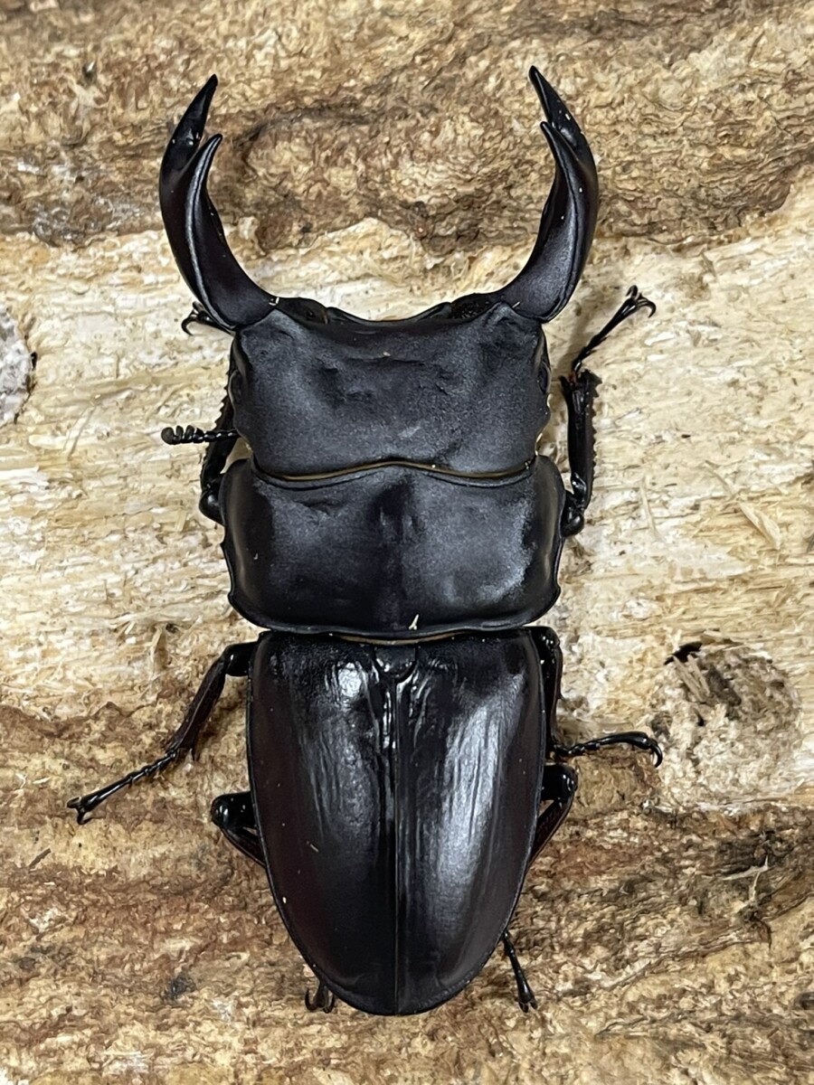 国産オオクワガタ 大阪府茨木市 WF1 幼虫 - クワガタ横丁