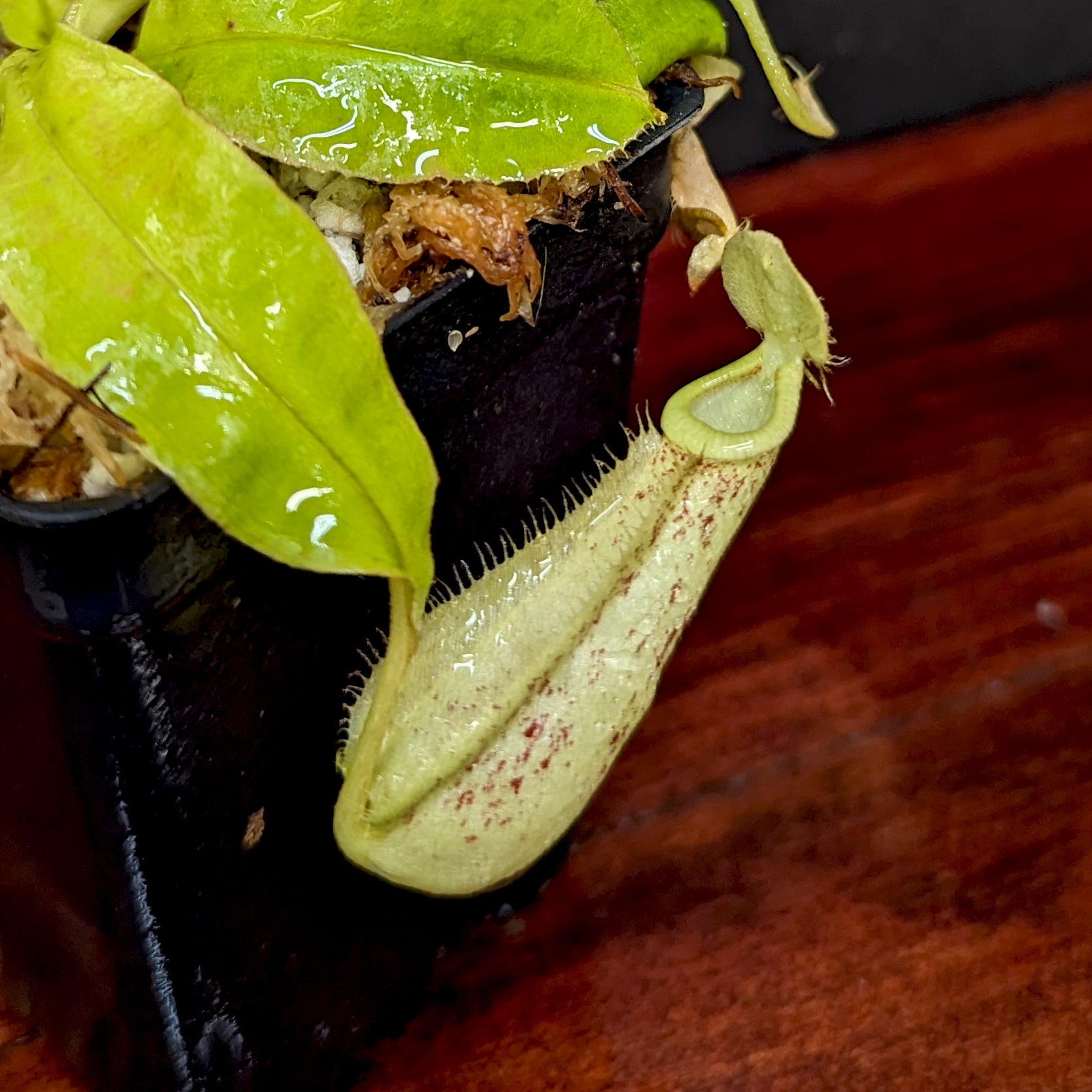 Nepenthes mirabilis var. echinostoma x {(Rokko x boschiana) x