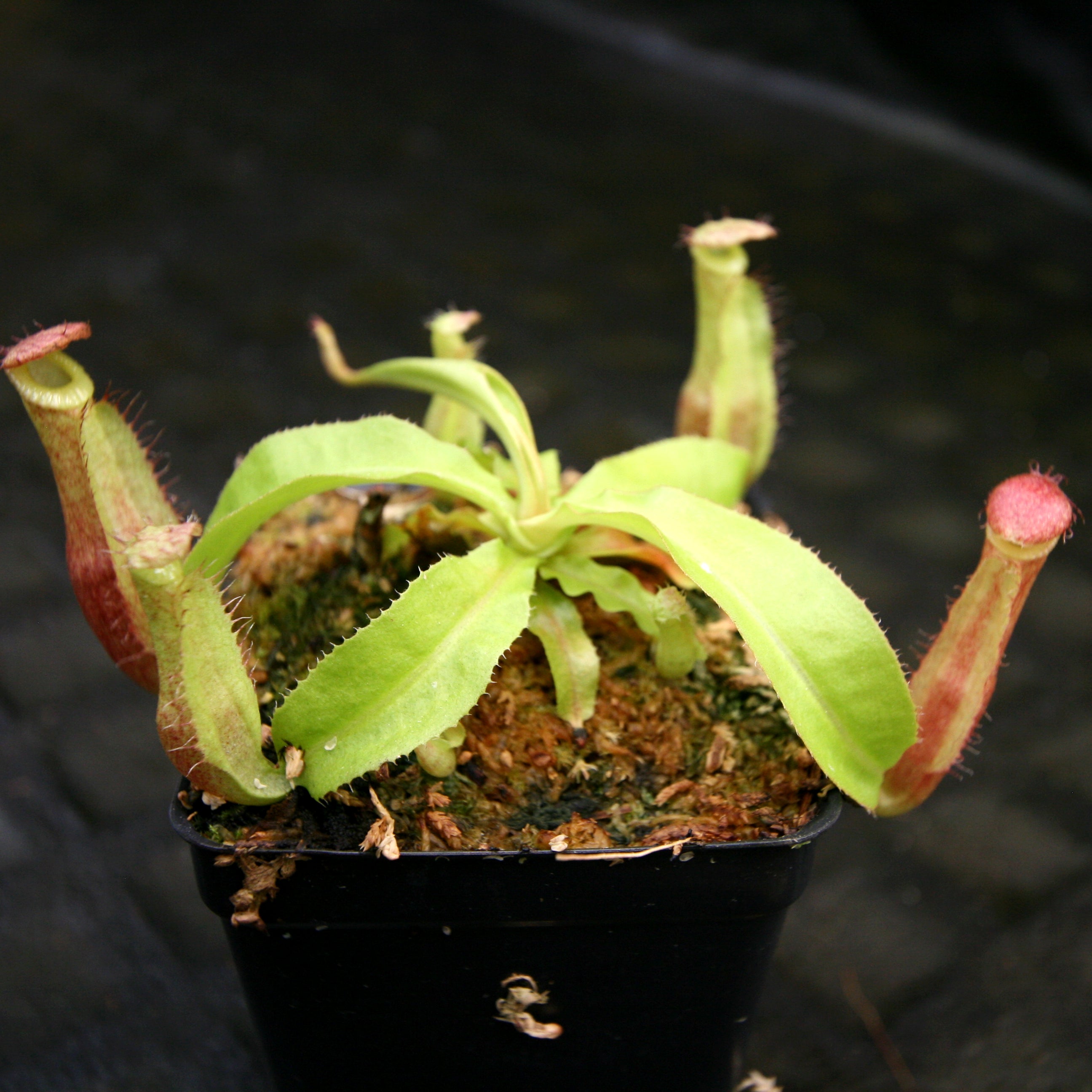 Nepenthes mirabilis var. echinostoma x {(Rokko x boschiana) x