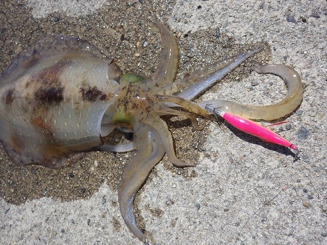 アオリイカの特徴・見分け方 ｜ 写真から探せる魚図鑑