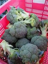 ひと咲くvol.7 ブロッコリー農家・城文也さん / 雲仙市