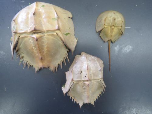 カブトガニの脱皮殻が拾える街、笠岡 - 笠岡市ホームページ