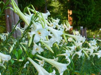 タカサゴユリ - 植物公園 - 水戸市ホームページ