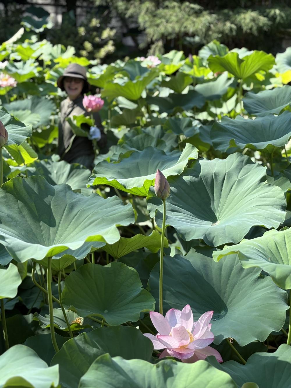 蓮を摘む夏の日 | CLUB THERMOS