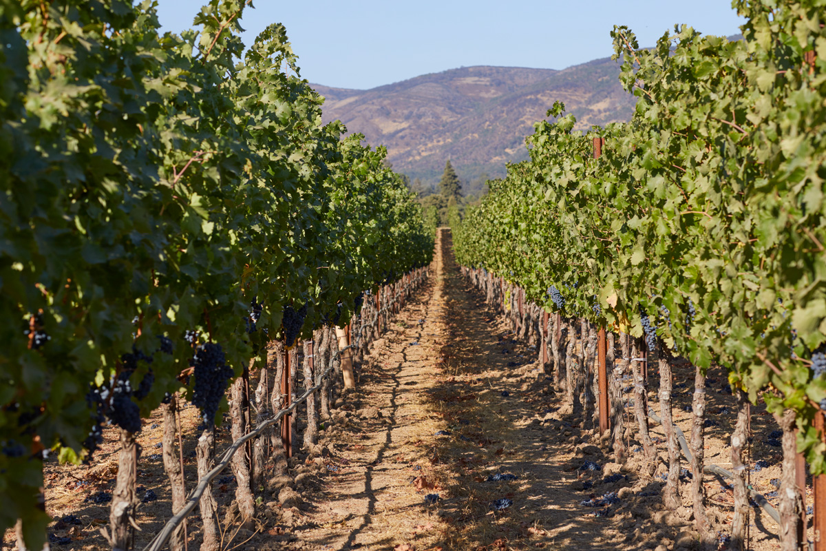 Crossbarn Napa Valley Cabernet Sauvignon | Crossbarn Winery