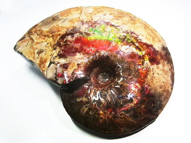 アンモライト,Placenticerascostatum,プラセンティセラスコスタータム