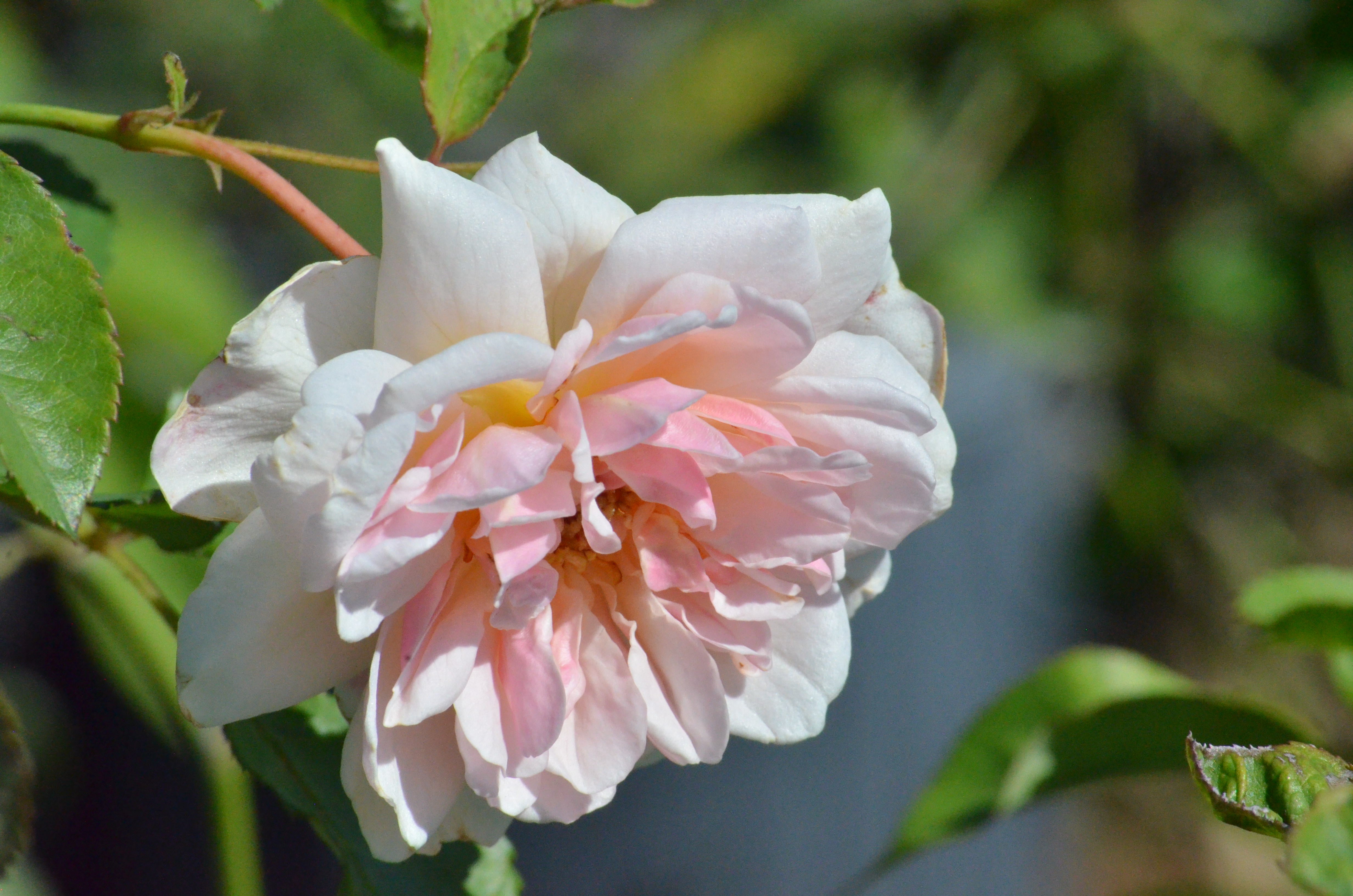 Felicia – Antique Rose Emporium