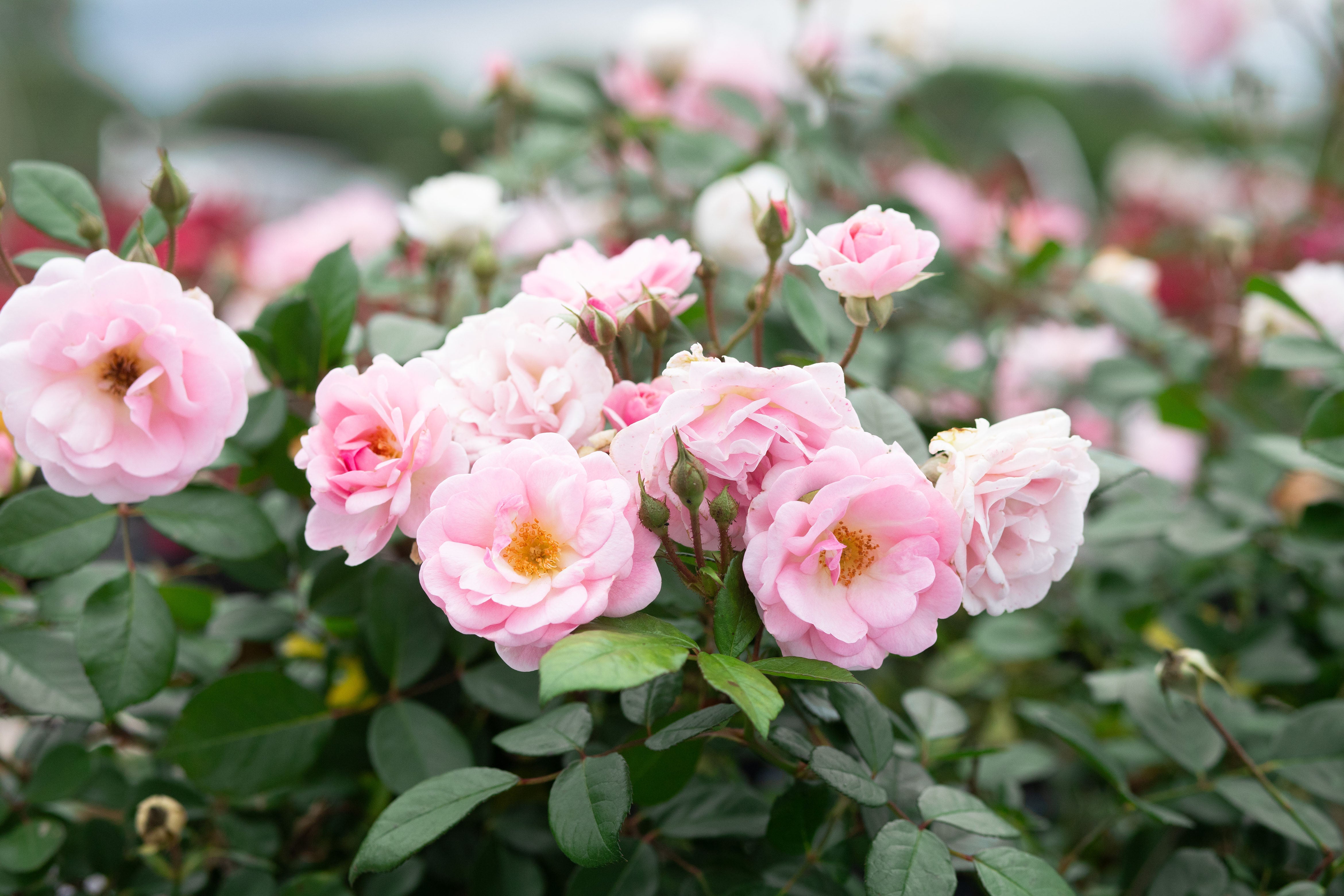 Mrs. R. M. Finch – Antique Rose Emporium