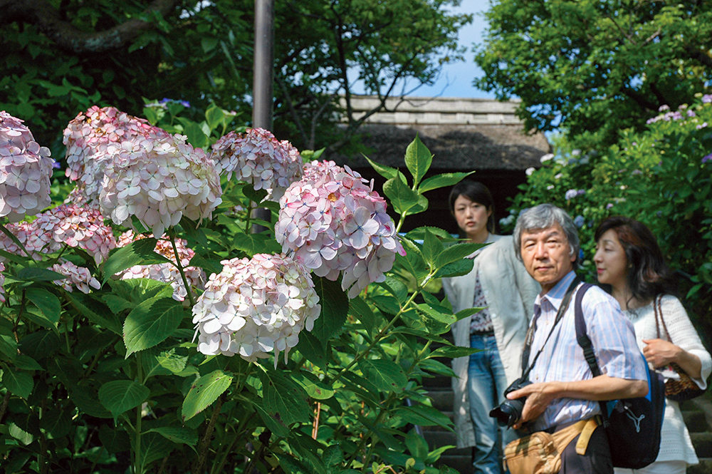 Aboc - アボック社 -第11回 川島榮生の《ヤマアジサイの世界》