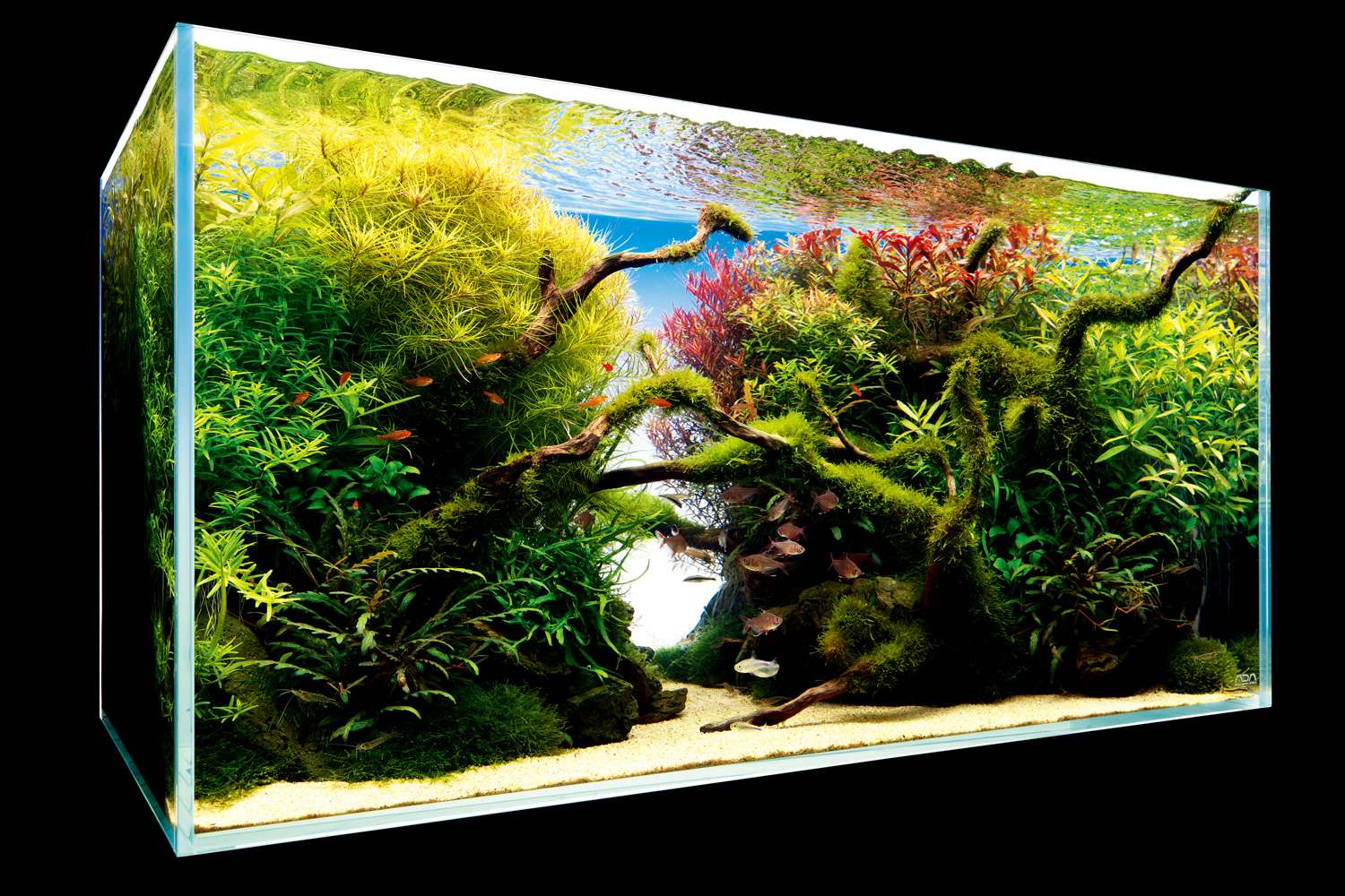 NATURE IN THE GLASS 「 夏風あざやか」 | AQUA DESIGN AMANO