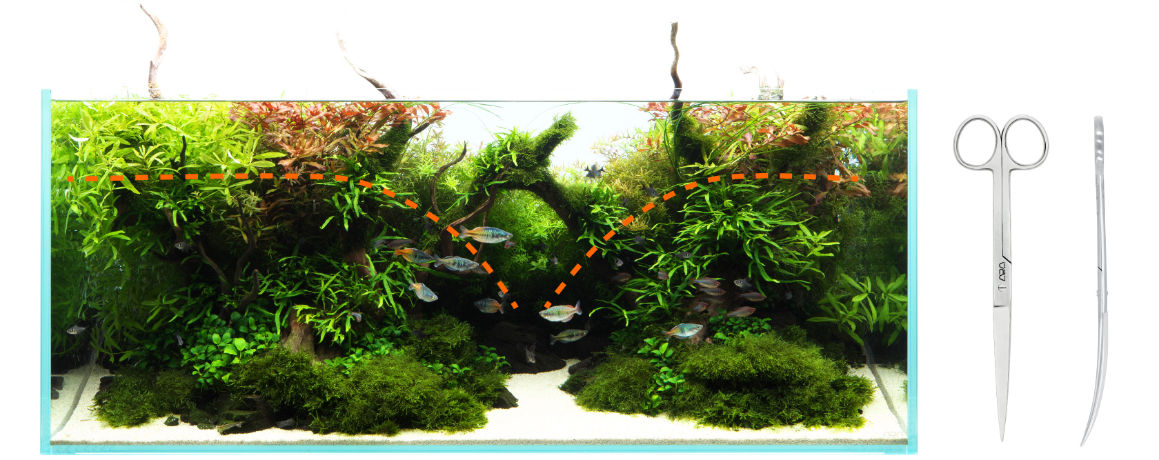 NATURE AQUARIUM GALLERY #09 「芽吹きに誘われて」 | AQUA DESIGN AMANO