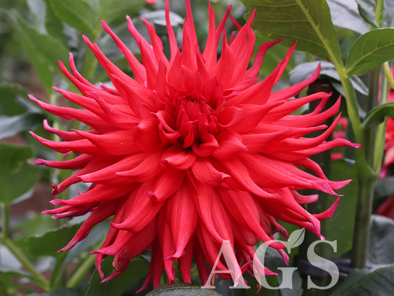 AGSオンラインショップ / ダリア球根