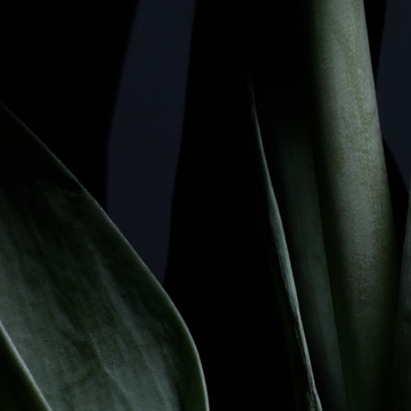 100%天然エッセンシャルオイルとアロマセラピー - Air Aroma 日本