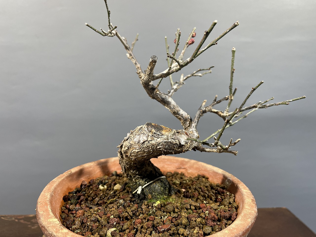 ガチ盆栽】野梅 激古 ガチ盆栽】野梅 激古