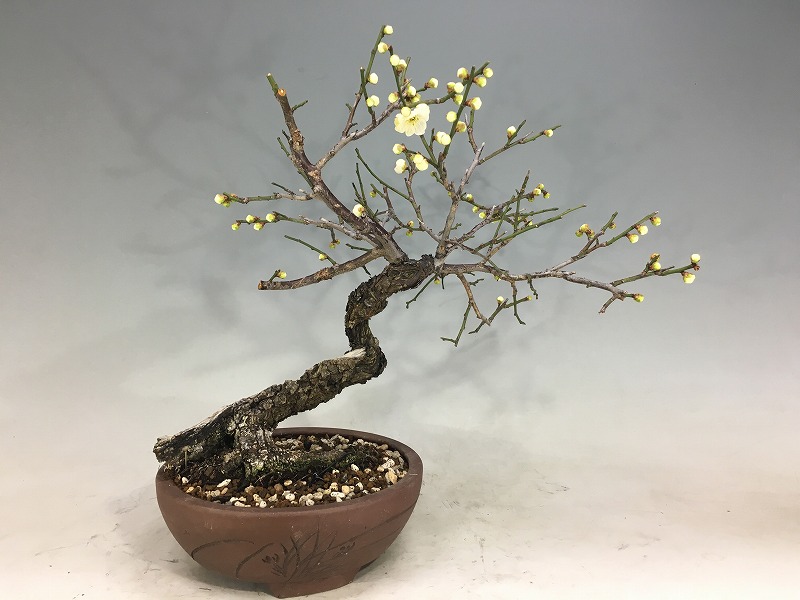 甲州野梅（青軸） [赤富士園]