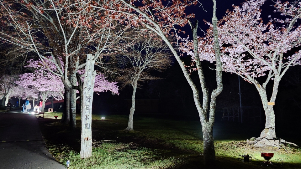 桜の名所『子野日公園』で夜桜を楽しみませんか？ | 町からのお知らせ