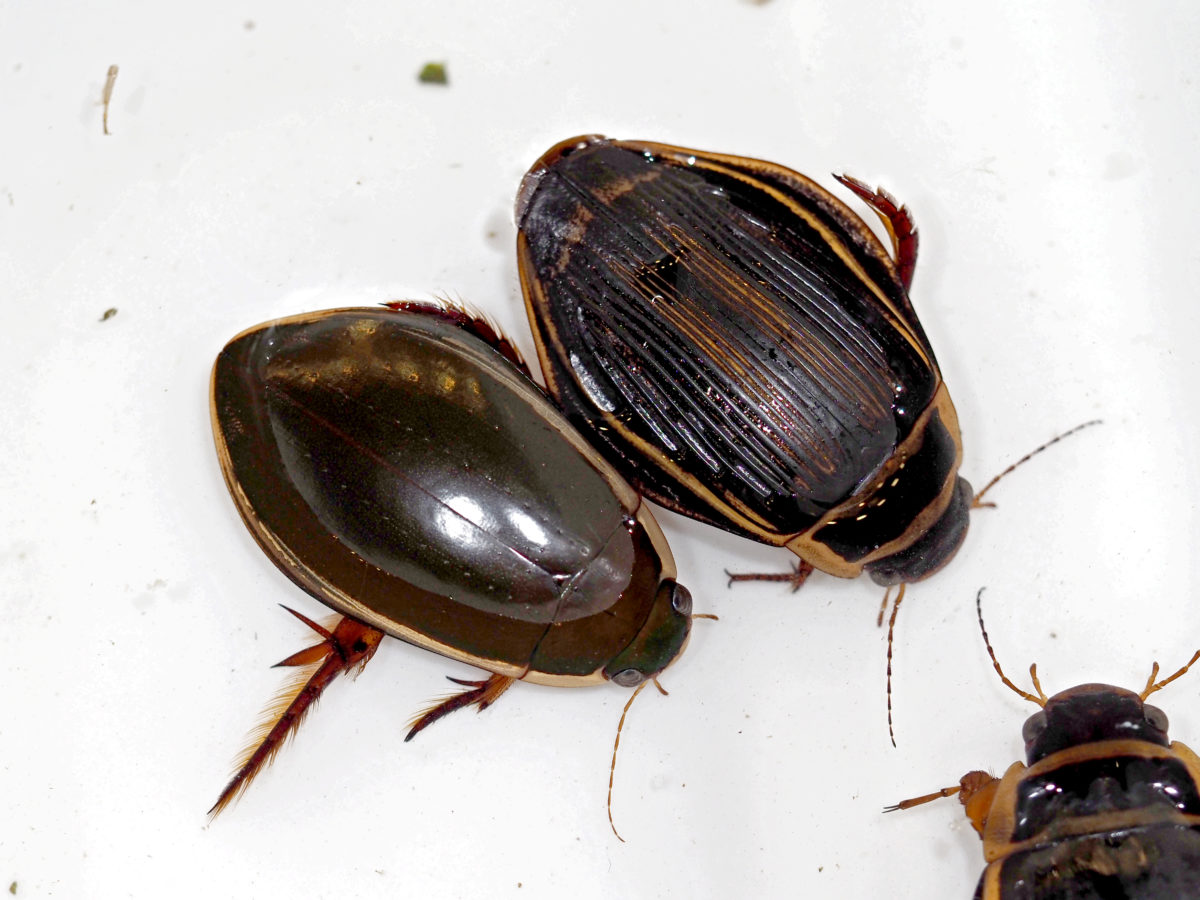 国内初となるオウサマゲンゴロウモドキ生体の展示開始｜アクアマリン