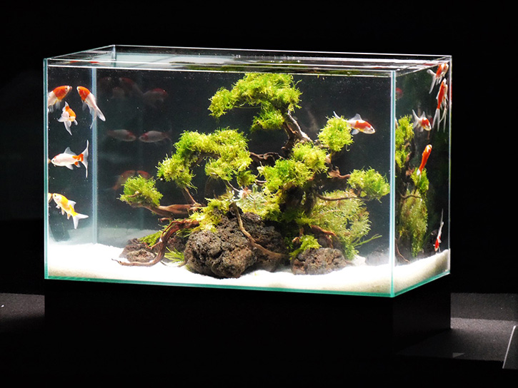 プリントアウト用ページ::AQUA LINK::熱帯魚・水槽のインテリア