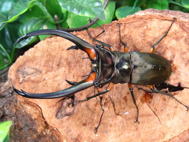 ホソアカクワガタ販売/エラフスホソアカクワガタ販売/クワガタ販売