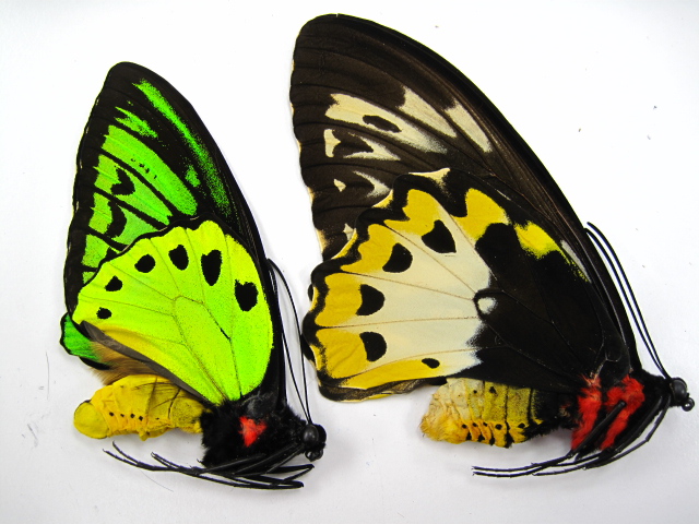 アカメガネトリバネアゲハ・メガネトリバネアゲハ販売/クワガタ販売