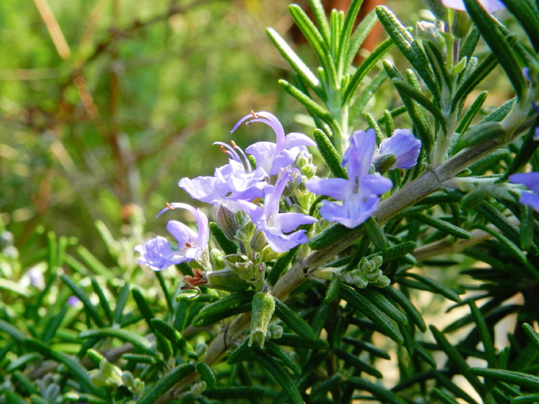 アロマオイル ローズマリー