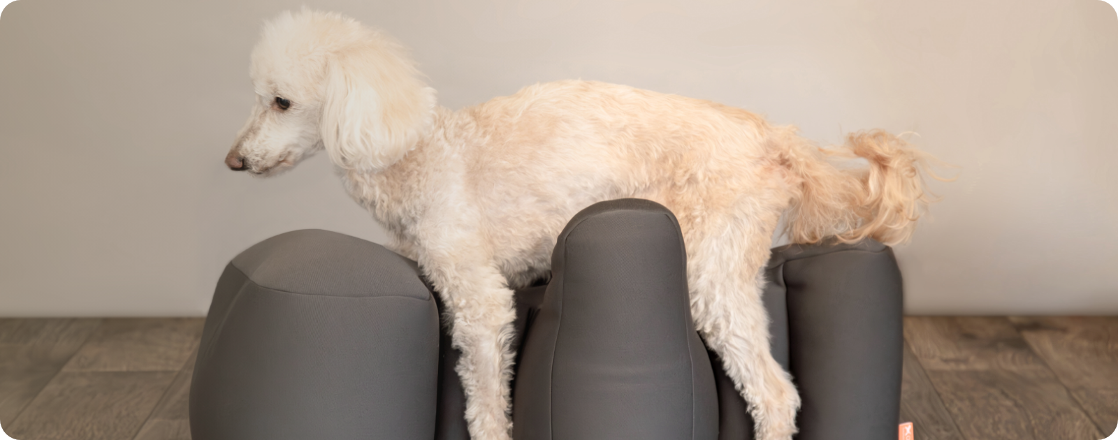 ワンちゃんをらくーにおたすけ】リラクッション | アロン化成