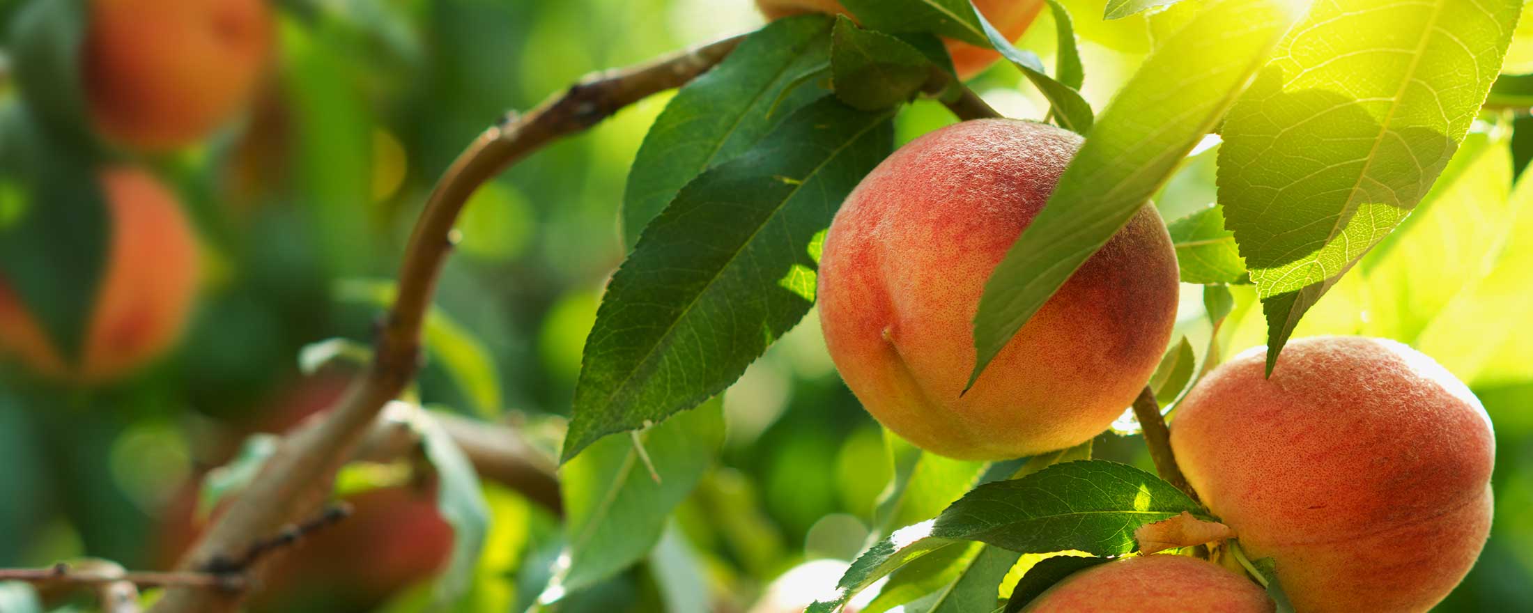 Products | 株式会社アスク