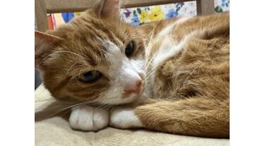 アットホーム】センチュリー21 (株)Cat Hand(長野県 千曲市