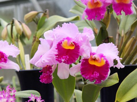 カトレア (Cattleya cv.)