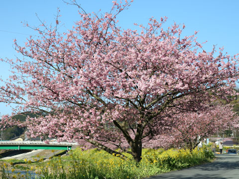 カワヅザクラ (Prunus x kanzakura cv. Kawazu-zakura)