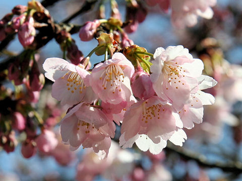 カンザクラ (Prunus x kanzakura cv. Kanzakura)