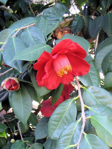 ツバキ (Camellia japonica)