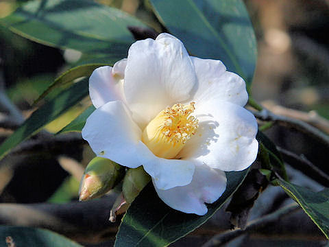 ツバキ (Camellia japonica)