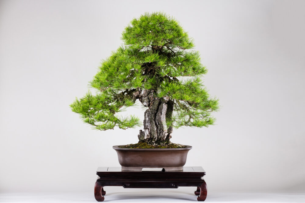 さいたま市大宮盆栽美術館