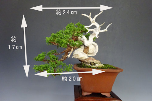 真 柏 【 23 B ― 05 】 - 小品盆栽専門店 湘風園オンラインショップ