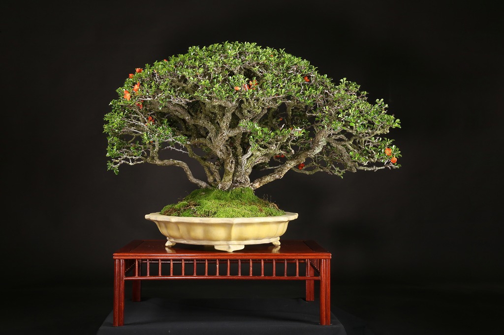 長寿梅 約70年 | 雨竹亭オンラインショップ