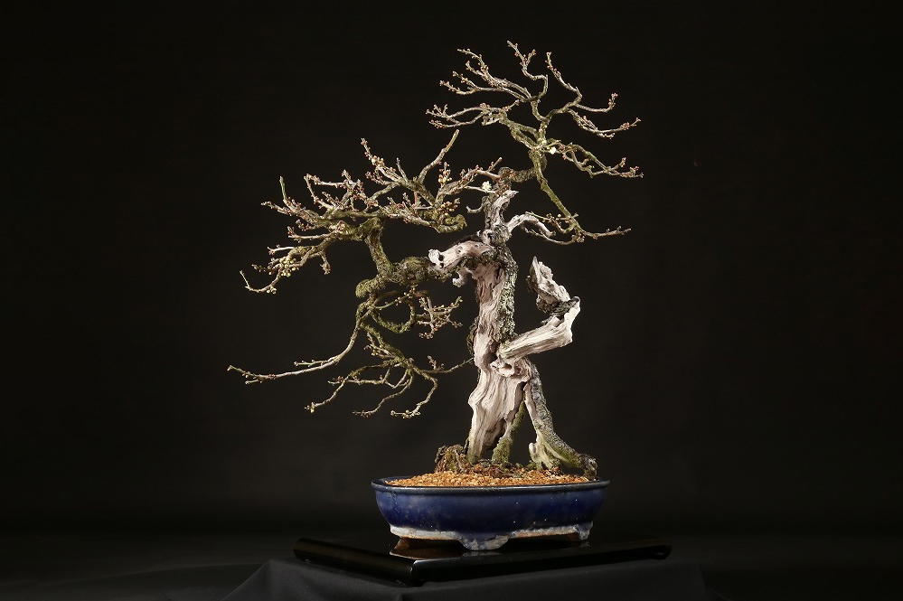 野梅（白一重咲）約100年 | 雨竹亭オンラインショップ