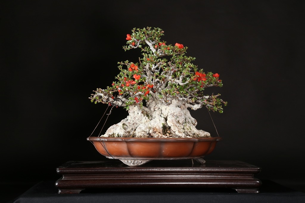 長寿梅 約100年 | 雨竹亭オンラインショップ