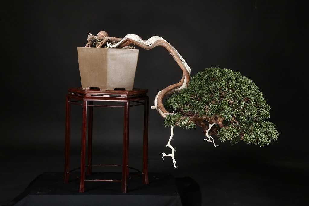 糸魚川真柏 約80年 | 雨竹亭オンラインショップ