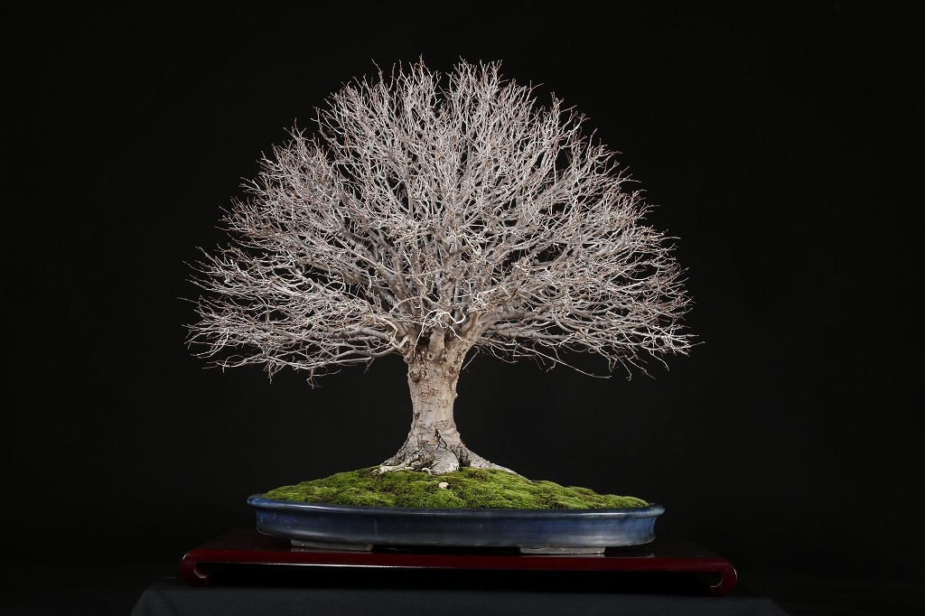 けやき 約70年 | 雨竹亭オンラインショップ