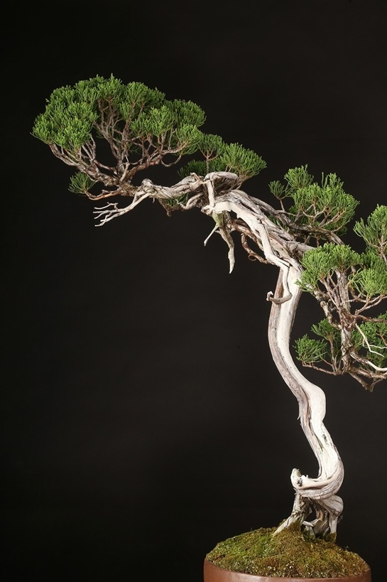 糸魚川真柏 約80年 | 雨竹亭オンラインショップ