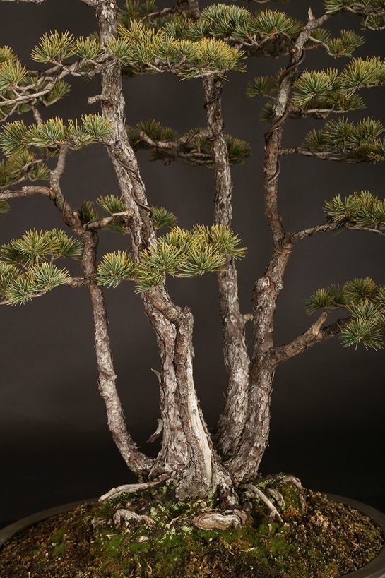 五葉松株立 約100年 | 雨竹亭オンラインショップ