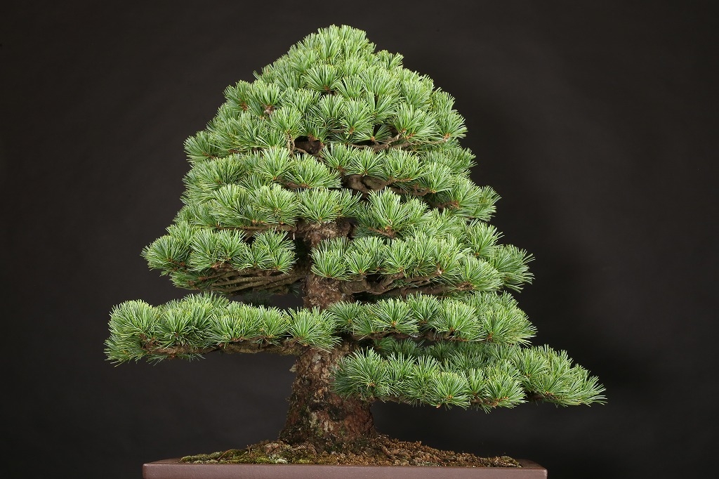 那須五葉松 約100年 | 雨竹亭オンラインショップ