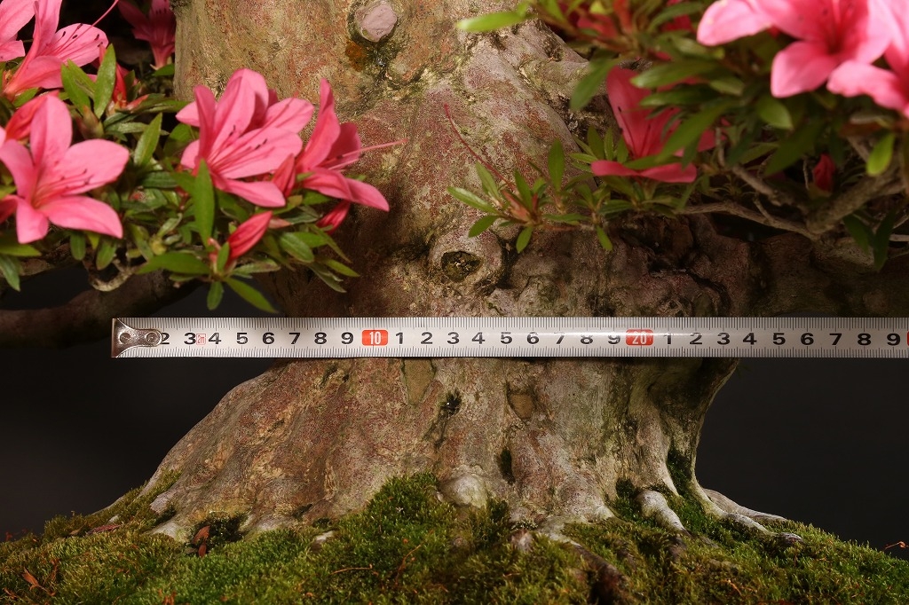 皐月（光琳）約60年 | 雨竹亭オンラインショップ