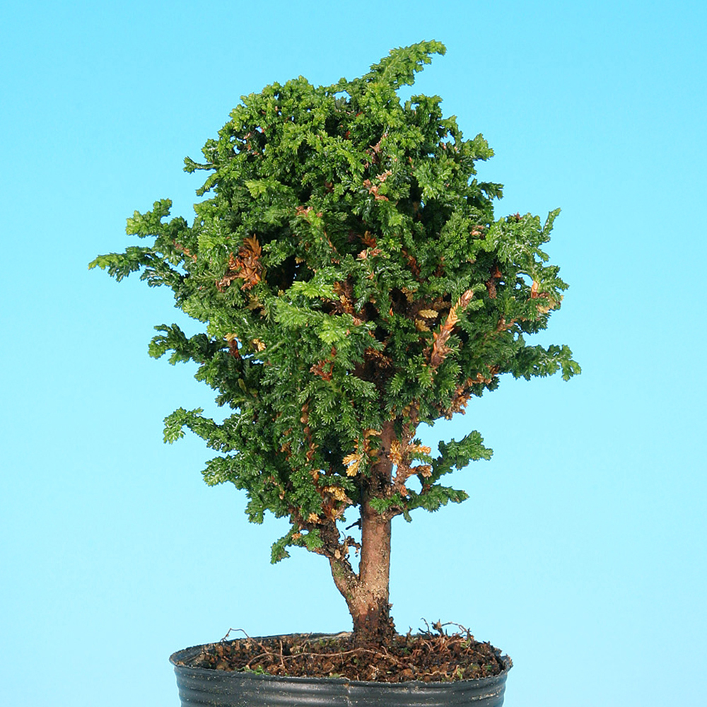 石化桧 | 盆栽、盆栽書籍、盆栽鉢の通販│近代出版