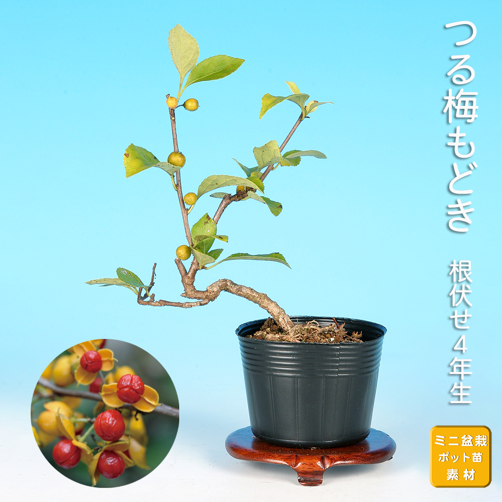 つる梅もどき | 盆栽、盆栽書籍、盆栽鉢の通販│近代出版