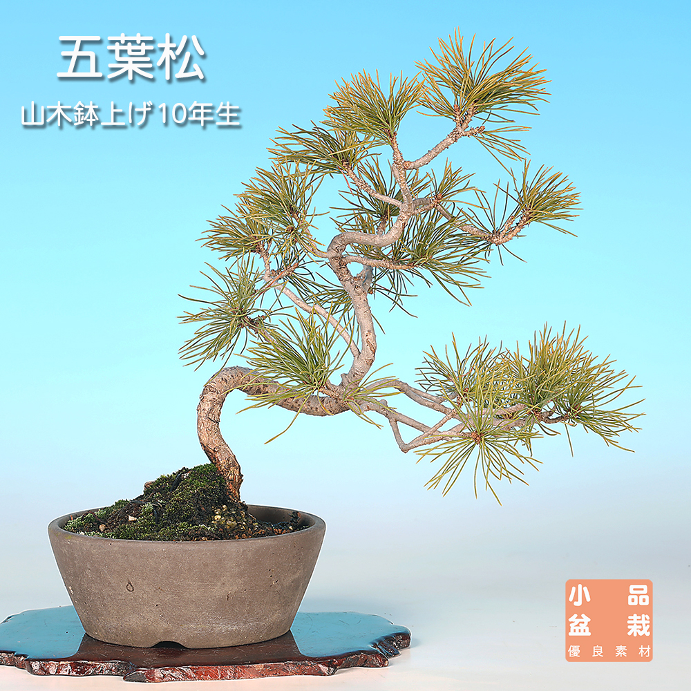 お買い得盆栽 | 盆栽、盆栽書籍、盆栽鉢の通販│近代出版